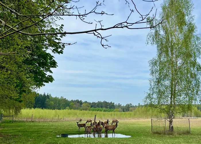 Baumzelt Auf Bio-bauernhof Im Natur- Und Sternenpark Friesack