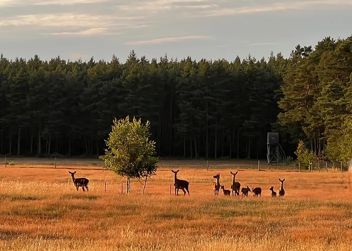 Baumzelt Auf Bio-bauernhof Im Natur- Und Sternenpark *